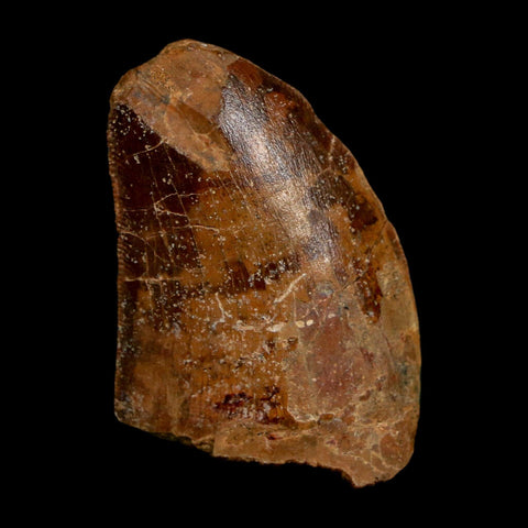 1.4" Carcharodontosaurus Fossil Tooth Cretaceous Dinosaur Morocco COA Stand