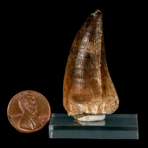 1.9" Mosasaur Hoffmanni Fossil Tooth Cretaceous Dinosaur Era COA & Stand - Fossil Age Minerals
