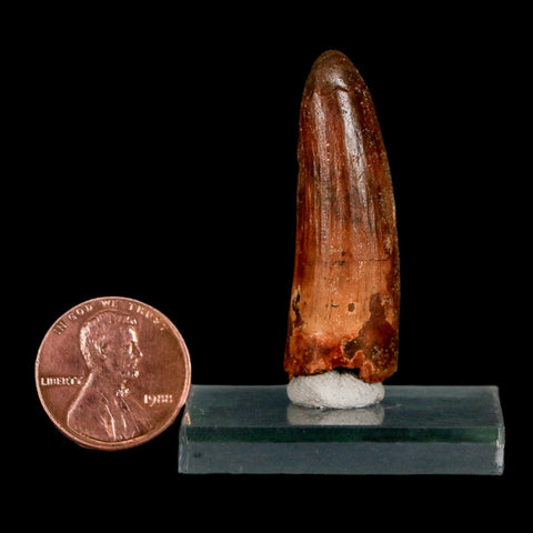1.6" Spinosaurus Fossil Tooth 100 Million Years Old Cretaceous Dinosaur COA Stand