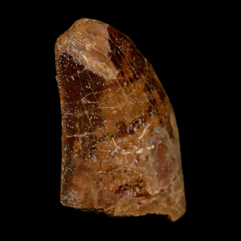 1.4" Carcharodontosaurus Fossil Tooth Cretaceous Dinosaur Morocco COA Stand