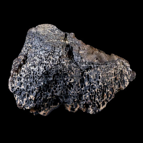 2.8" Tyrannosaurus Rex Fossil Bone Marrow Dinosaur Hell Creek FM Montana COA - Fossil Age Minerals