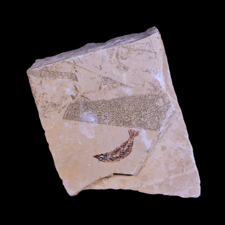 1.1" Unidentified Fish Fossil In Matrix Upper Cretaceous Dinosaur Age Morocco