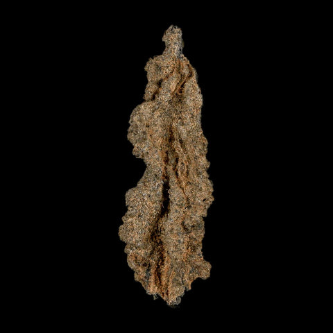 2.6" Fulgurite Petrified Lightning Strike Glass Sahara Desert Algeria - Fossil Age Minerals