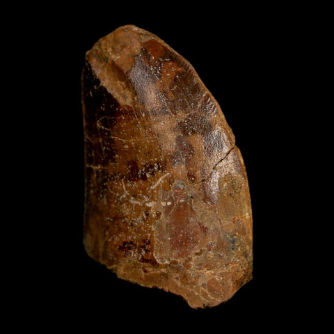 1.4" Carcharodontosaurus Fossil Tooth Cretaceous Dinosaur Morocco COA Stand
