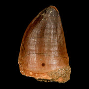 1.6" Mosasaur Prognathodon Fossil Tooth Cretaceous Dinosaur Era COA, Stand