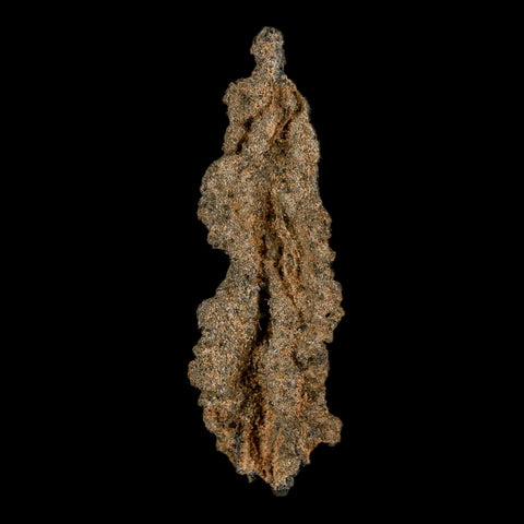 2.6" Fulgurite Petrified Lightning Strike Glass Sahara Desert Algeria - Fossil Age Minerals