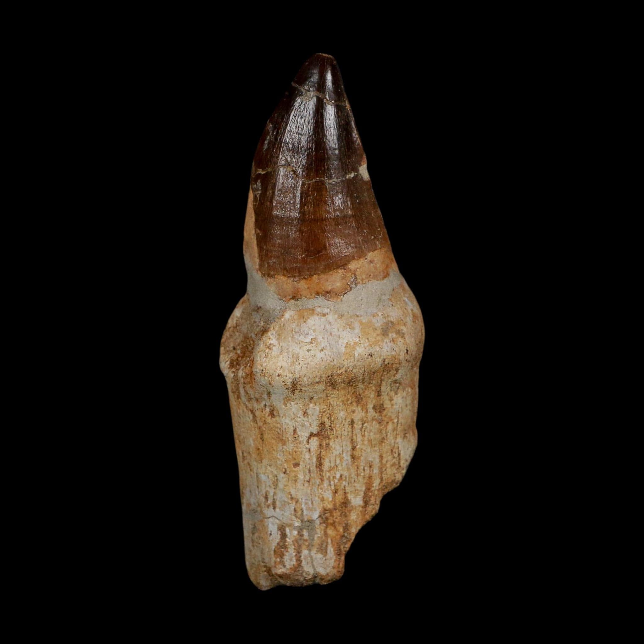 XL 3.8" Mosasaur Prognathodon Fossil Tooth Rooted Cretaceous Dinosaur Era COA
