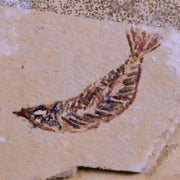 1.1" Unidentified Fish Fossil In Matrix Upper Cretaceous Dinosaur Age Morocco