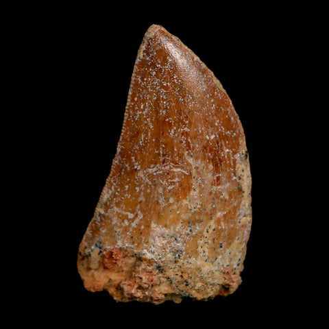 1.5" Carcharodontosaurus Fossil Tooth Cretaceous Dinosaur Morocco COA Stand