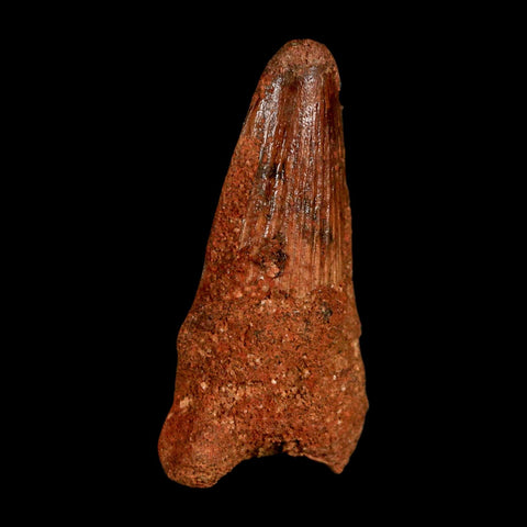 1.6" Spinosaurus Fossil Tooth 100 Million Years Old Cretaceous Dinosaur COA Stand