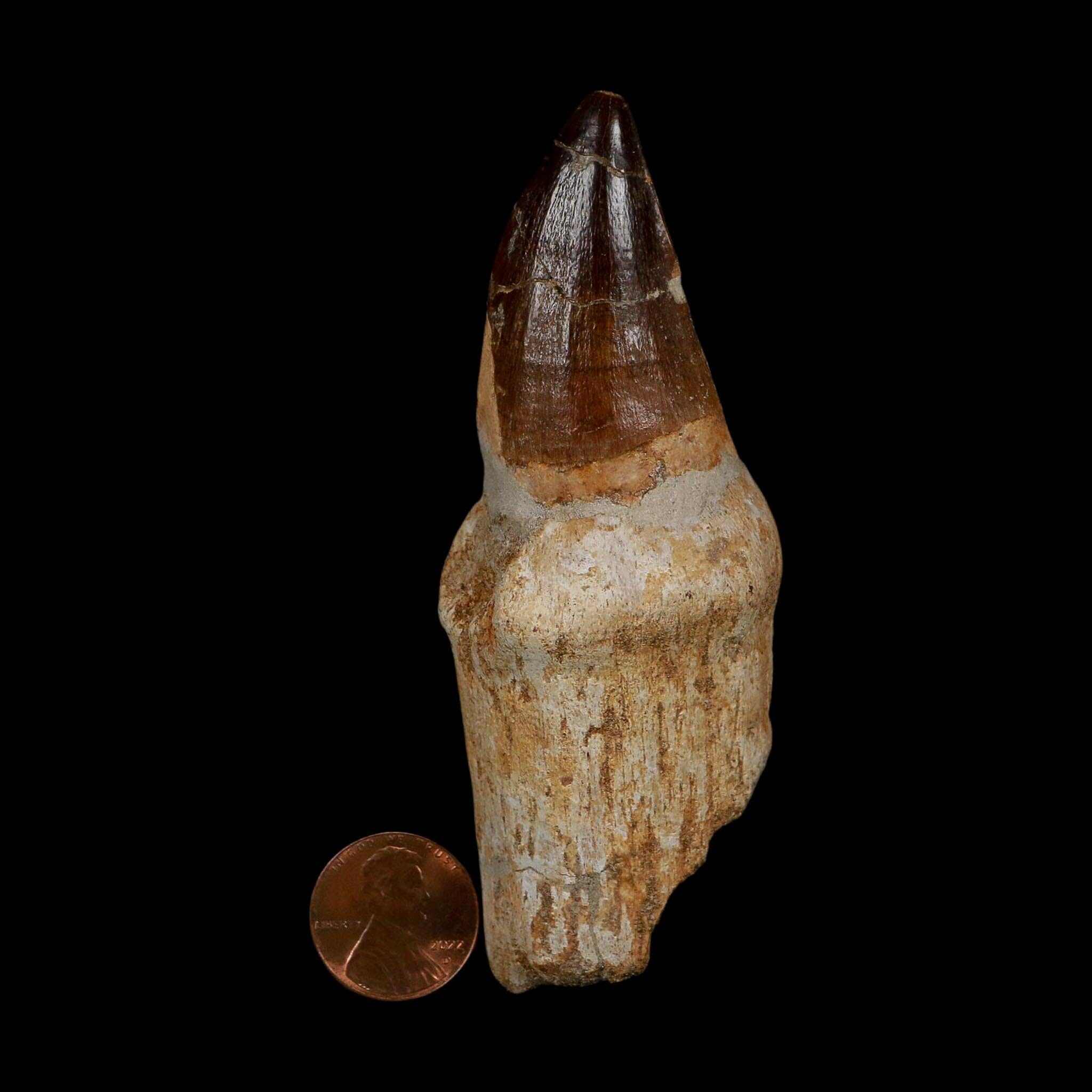 XL 3.8" Mosasaur Prognathodon Fossil Tooth Rooted Cretaceous Dinosaur Era COA