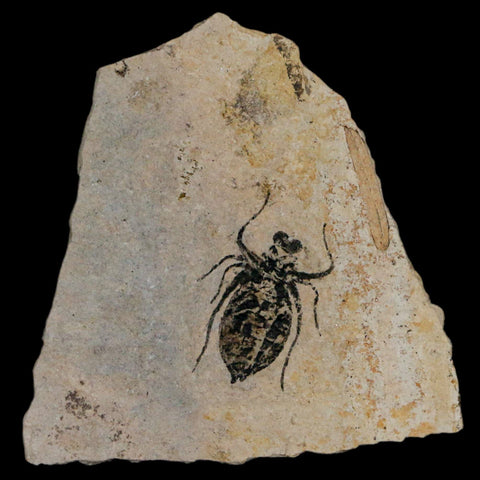 0.8" Dragonfly Larvae Fossil Libellula Doris Plate Upper Miocene Piemont Italy Display - Fossil Age Minerals