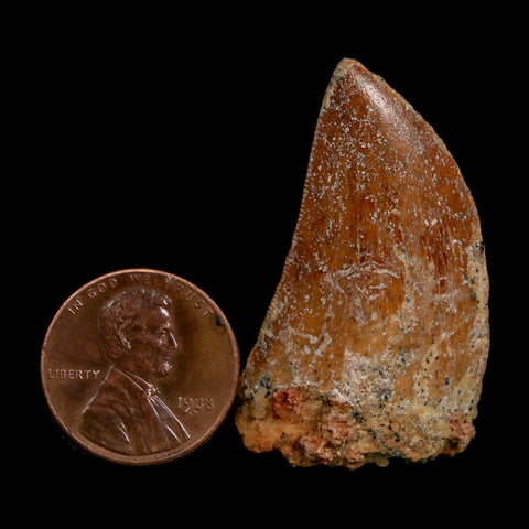 1.5" Carcharodontosaurus Fossil Tooth Cretaceous Dinosaur Morocco COA Stand