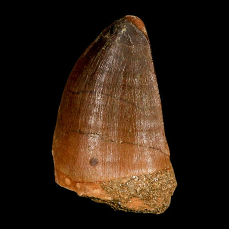 1.6" Mosasaur Prognathodon Fossil Tooth Cretaceous Dinosaur Era COA, Stand