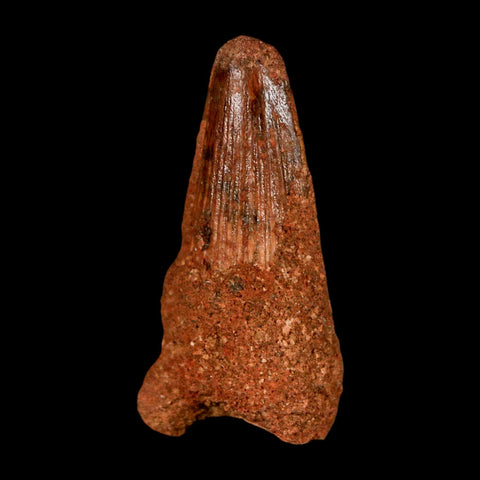 1.6" Spinosaurus Fossil Tooth 100 Million Years Old Cretaceous Dinosaur COA Stand