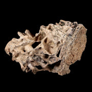 2" Tyrannosaurus Rex Fossil Bone Marrow Dinosaur Lance Creek FM Wyoming COA