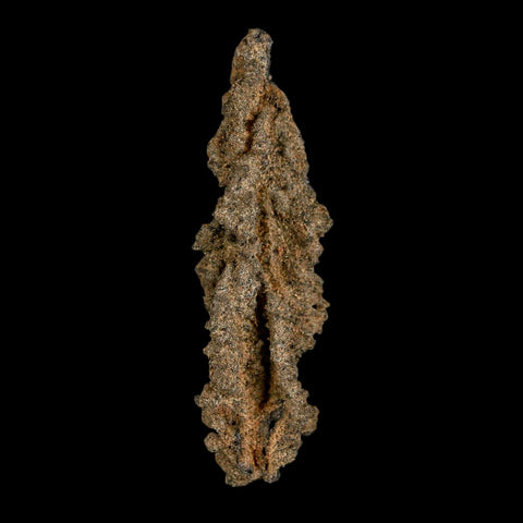 2.6" Fulgurite Petrified Lightning Strike Glass Sahara Desert Algeria - Fossil Age Minerals