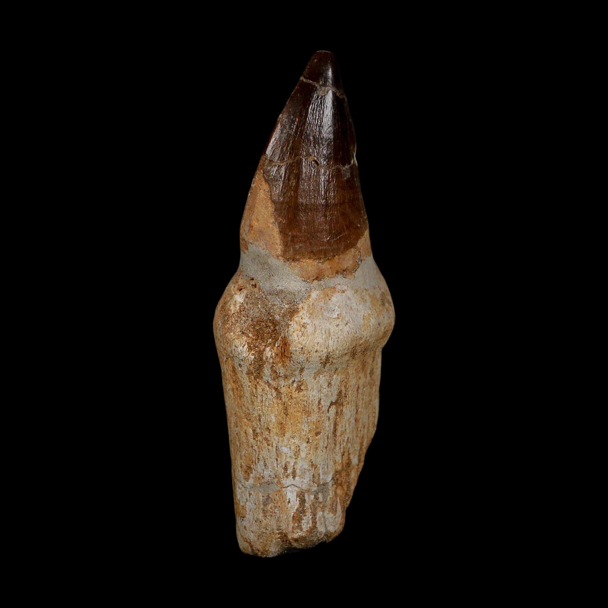XL 3.8" Mosasaur Prognathodon Fossil Tooth Rooted Cretaceous Dinosaur Era COA