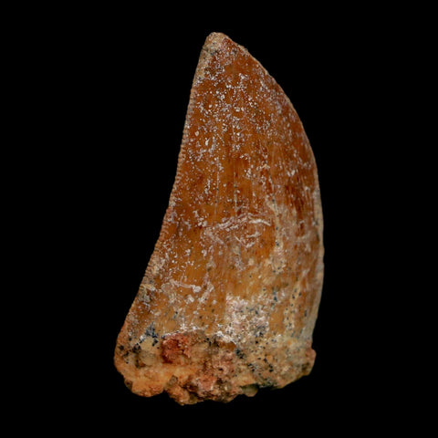 1.5" Carcharodontosaurus Fossil Tooth Cretaceous Dinosaur Morocco COA Stand