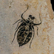 0.8" Dragonfly Larvae Fossil Libellula Doris Plate Upper Miocene Piemont Italy Display