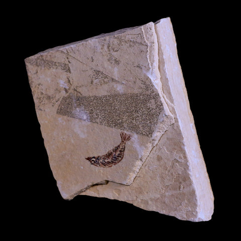 1.1" Unidentified Fish Fossil In Matrix Upper Cretaceous Dinosaur Age Morocco - Fossil Age Minerals