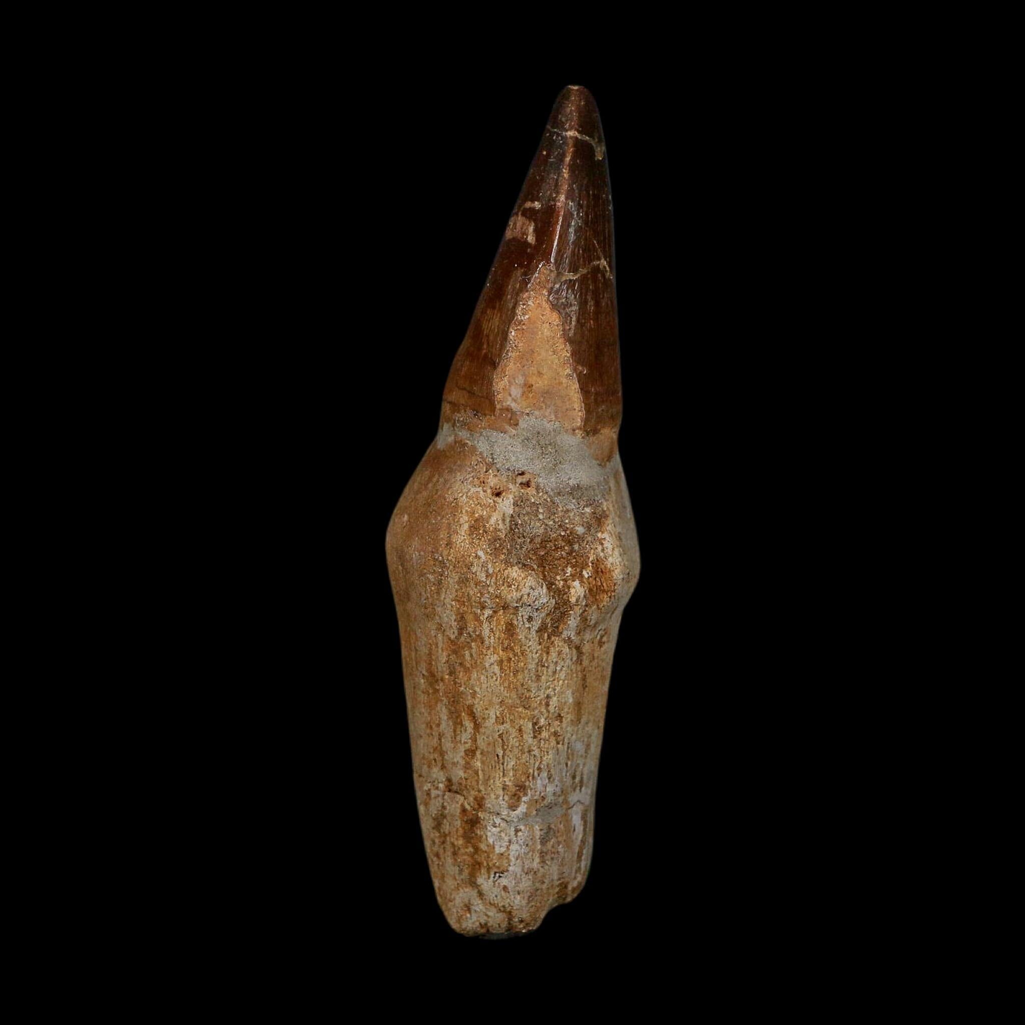 XL 3.8" Mosasaur Prognathodon Fossil Tooth Rooted Cretaceous Dinosaur Era COA