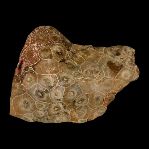 3.8" Polished Hexagonaria Coral Fossil Devonian Age 350 Million Yrs Old Morocco - Fossil Age Minerals
