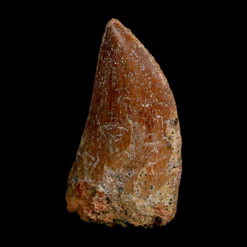1.5" Carcharodontosaurus Fossil Tooth Cretaceous Dinosaur Morocco COA Stand