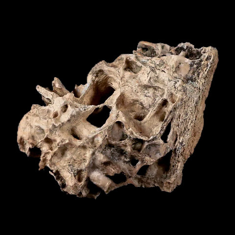 2" Tyrannosaurus Rex Fossil Bone Marrow Dinosaur Lance Creek FM Wyoming COA - Fossil Age Minerals