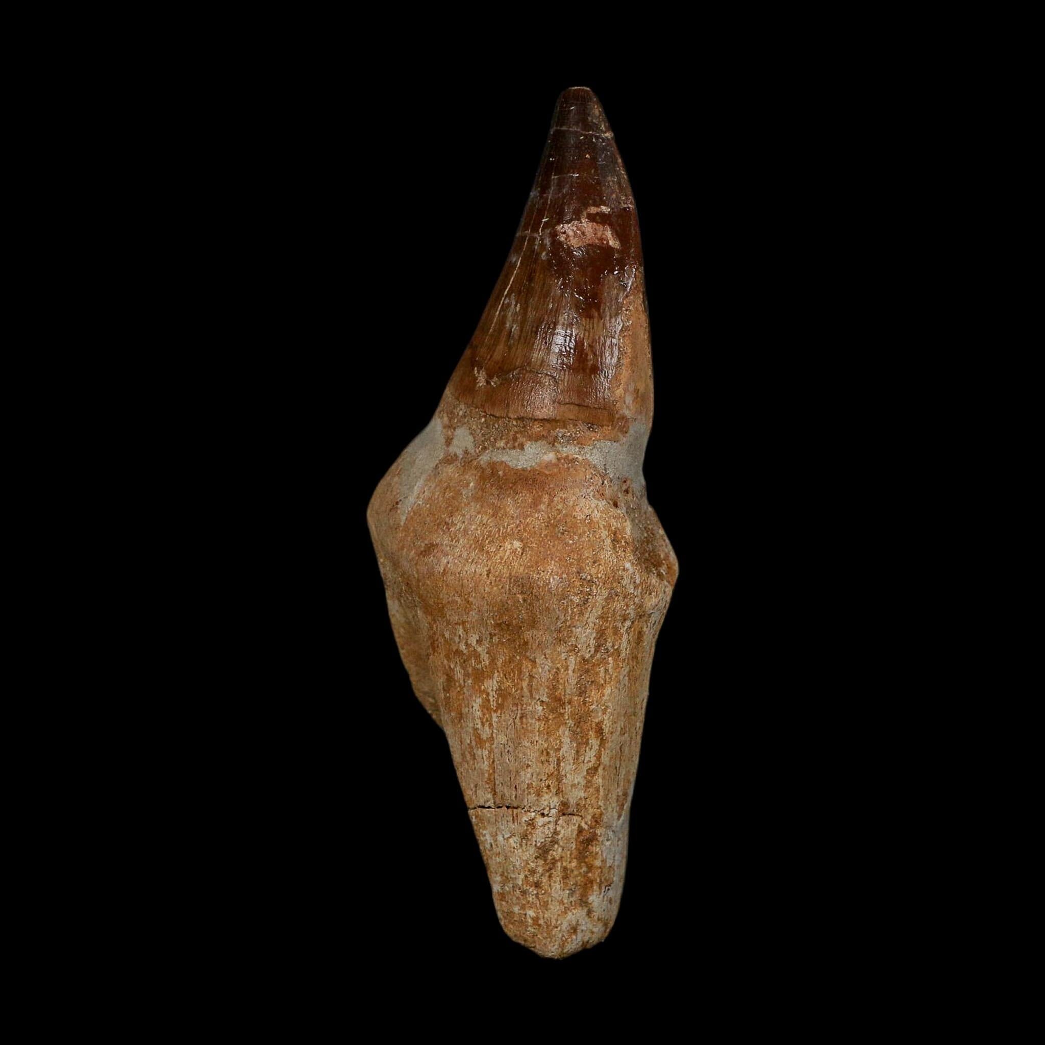 XL 3.8" Mosasaur Prognathodon Fossil Tooth Rooted Cretaceous Dinosaur Era COA