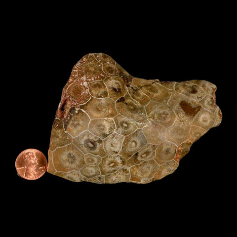 3.8" Polished Hexagonaria Coral Fossil Devonian Age 350 Million Yrs Old Morocco - Fossil Age Minerals