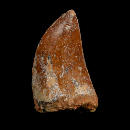 1.5" Carcharodontosaurus Fossil Tooth Cretaceous Dinosaur Morocco COA Stand