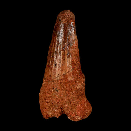 1.6" Spinosaurus Fossil Tooth 100 Million Years Old Cretaceous Dinosaur COA Stand