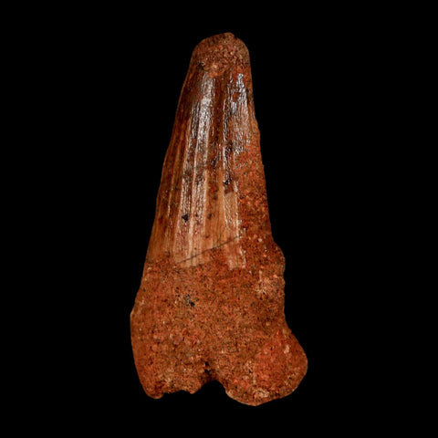 1.6" Spinosaurus Fossil Tooth 100 Million Years Old Cretaceous Dinosaur COA Stand