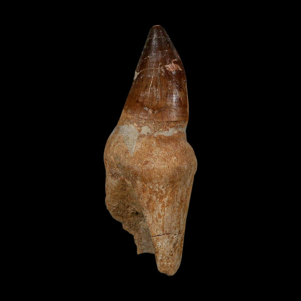 XL 3.8