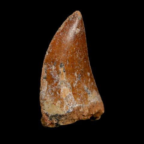 1.5" Carcharodontosaurus Fossil Tooth Cretaceous Dinosaur Morocco COA Stand