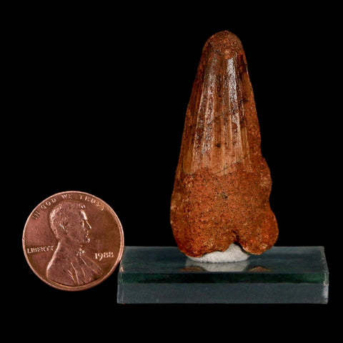 1.6" Spinosaurus Fossil Tooth 100 Million Years Old Cretaceous Dinosaur COA Stand