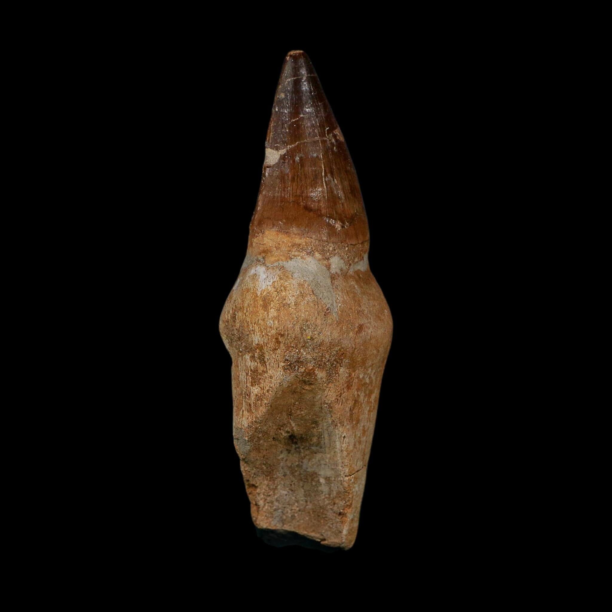 XL 3.8" Mosasaur Prognathodon Fossil Tooth Rooted Cretaceous Dinosaur Era COA