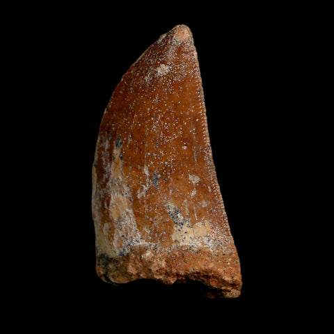 1.5" Carcharodontosaurus Fossil Tooth Cretaceous Dinosaur Morocco COA Stand