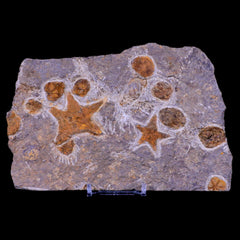 Echinoderm Fossil Collection