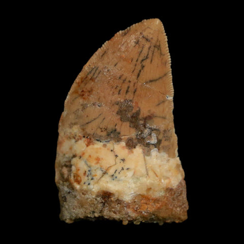 1.4" Carcharodontosaurus Fossil Tooth Cretaceous Dinosaur Morocco COA Stand