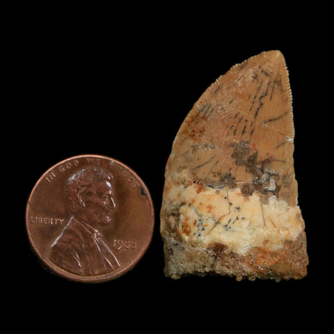 1.4" Carcharodontosaurus Fossil Tooth Cretaceous Dinosaur Morocco COA Stand
