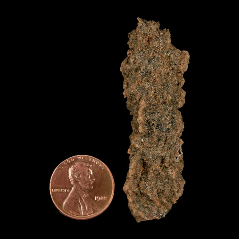 2.3" Fulgurite Petrified Lightning Strike Glass Sahara Desert Algeria - Fossil Age Minerals