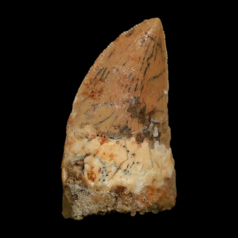 1.4" Carcharodontosaurus Fossil Tooth Cretaceous Dinosaur Morocco COA Stand