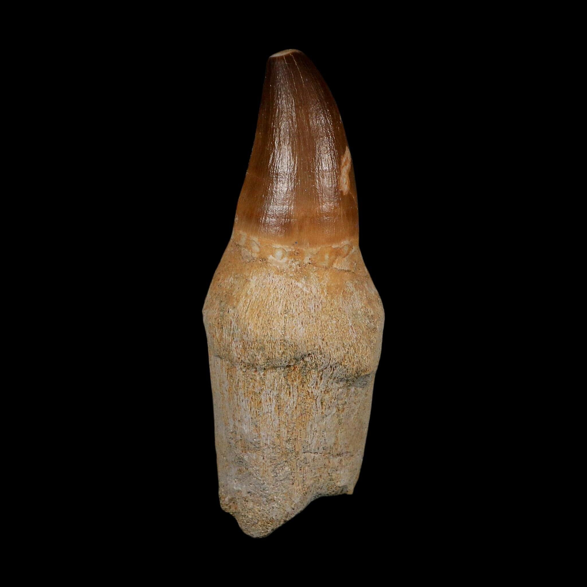 XL 3.8" Mosasaur Prognathodon Fossil Tooth Rooted Cretaceous Dinosaur Era COA