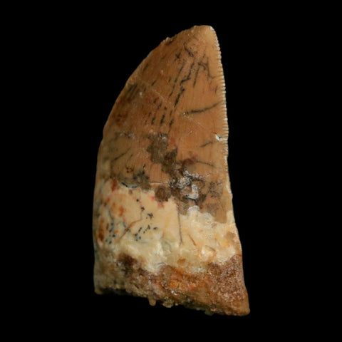 1.4" Carcharodontosaurus Fossil Tooth Cretaceous Dinosaur Morocco COA Stand