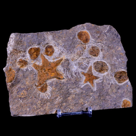 2 Two Brittlestar Petraster Starfish Fossil Ordovician Blekus Morocco COA, Stand