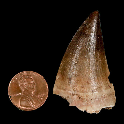 1.9" Mosasaur Prognathodon Fossil Tooth Cretaceous Dinosaur Era COA, Stand - Fossil Age Minerals