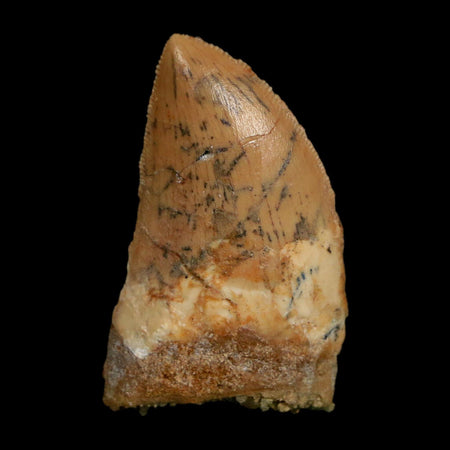 1.4" Carcharodontosaurus Fossil Tooth Cretaceous Dinosaur Morocco COA Stand