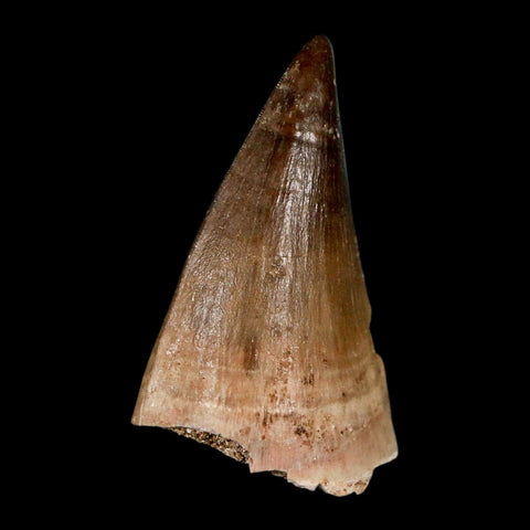 1.9" Mosasaur Prognathodon Fossil Tooth Cretaceous Dinosaur Era COA, Stand - Fossil Age Minerals